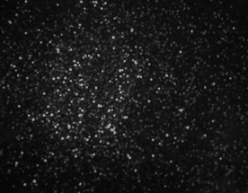 金箔 黑 素材  其它 JPG