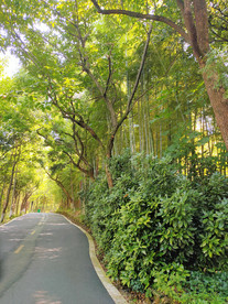 林荫
