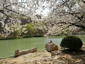白樱花