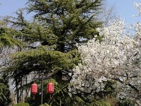 白樱花