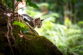 公园里的小野猫