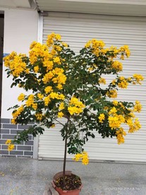繁花