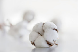 棉花