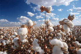 棉花