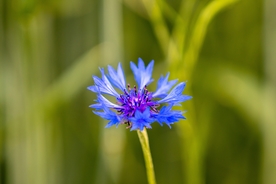 矢车菊