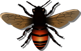 蜜蜂