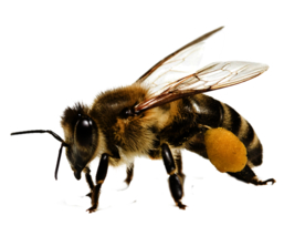 蜜蜂