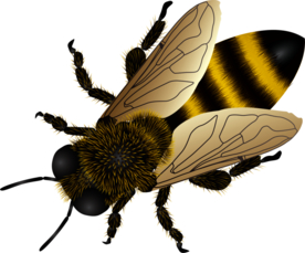 蜜蜂