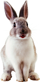 兔子