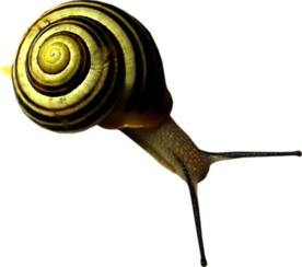 蜗牛