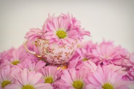 雏菊