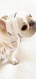 八哥犬图片
