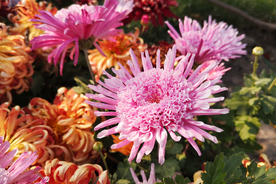 菊花