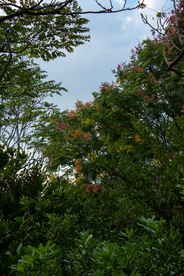 树木树枝