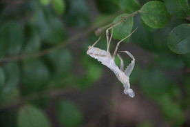 昆虫