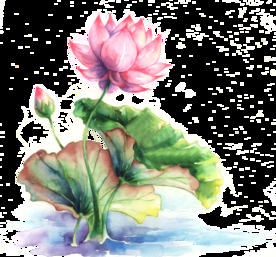 手绘荷花