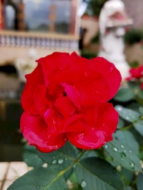 月季花