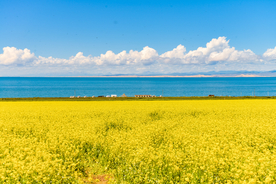青海湖油菜花