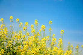 油菜花