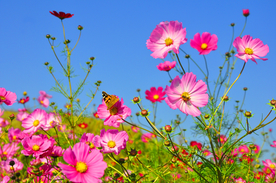 格桑花