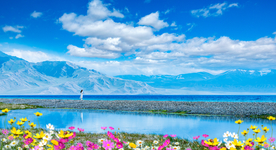 格桑花