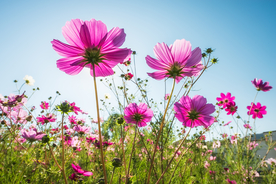 格桑花