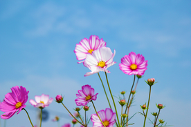 格桑花