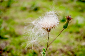 蒲公英