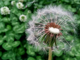 蒲公英