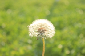 蒲公英