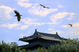 景阳冈鸟类