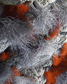 C4D模型毛发毛线纤维丝