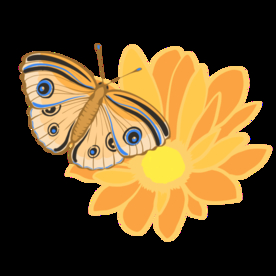 花朵上的蝴蝶插画