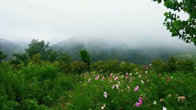 小石屋蜂谷