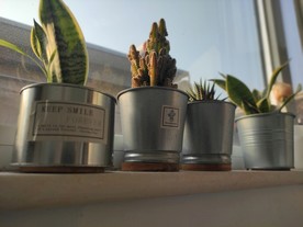 盆栽花