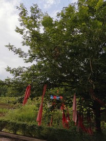 祈福树