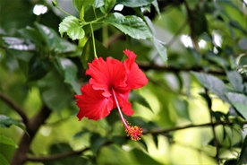 芙蓉花