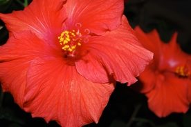芙蓉花