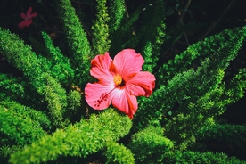 芙蓉花