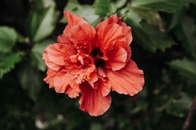 芙蓉花