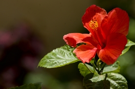 芙蓉花