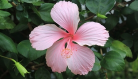 芙蓉花