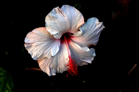 芙蓉花