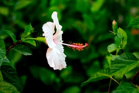 芙蓉花
