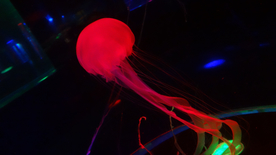 水母海洋生物