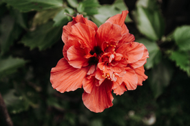 芙蓉
