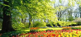 风景树木花草国画