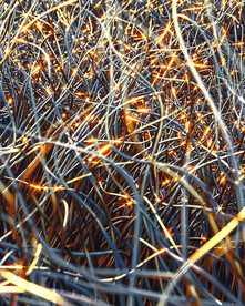 C4D模型反光的电线和铁丝