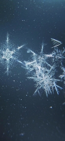 雪花  图片