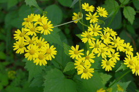 野菊花